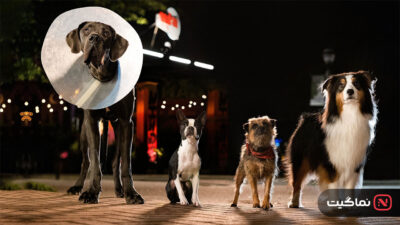 Strays 2023