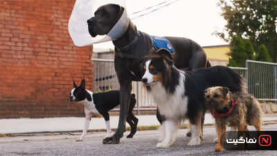 Strays 2023