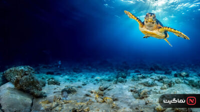 Planet Earth lll 2023