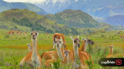 Our Great National Parks 2022