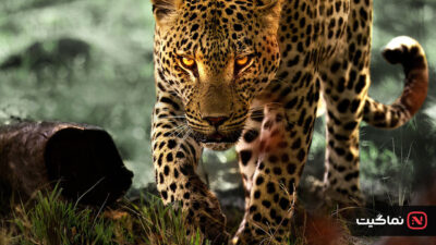 Living with Leopards 2024