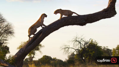 Living with Leopards 2024