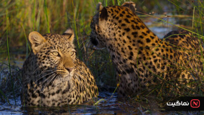 Living with Leopards 2024