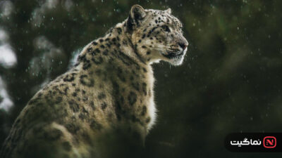 Living with Leopards 2024