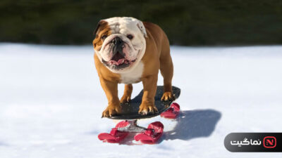 Powder Pup 2024