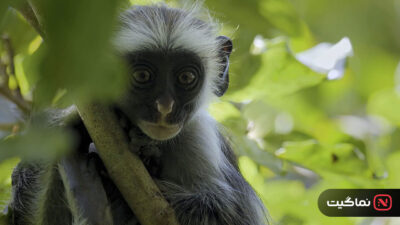 Africa’s Wild Year 2021