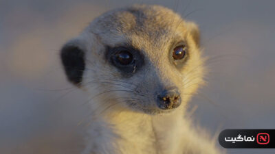 Africa’s Wild Year 2021
