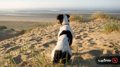 Inside the Mind of a Dog 2024