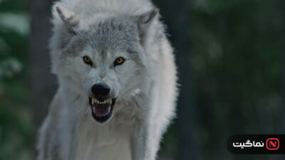 Out Come the Wolves 2024