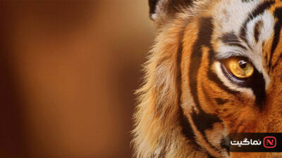 Tigers on the Rise 2024