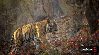 Tigers on the Rise 2024