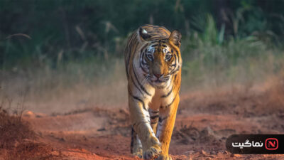 Tigers on the Rise 2024