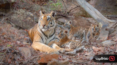 Tigers on the Rise 2024
