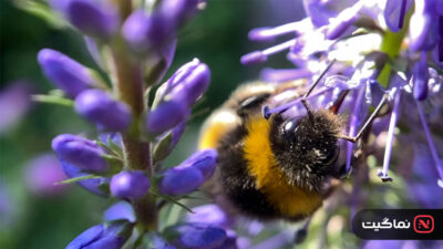 The Last Bumblebee 2024