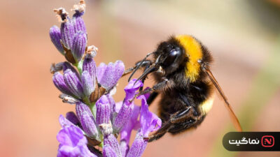 The Last Bumblebee 2024