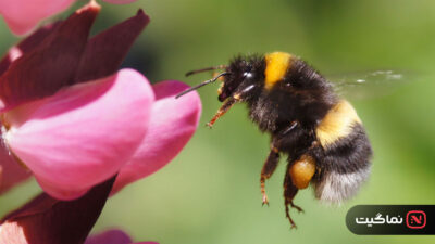 The Last Bumblebee 2024 04