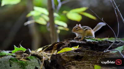 Tiny World 2020