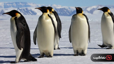March of the Penguins 2005
