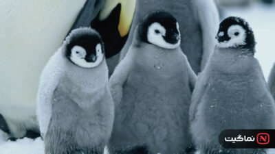 March of the Penguins 2005