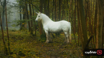 Tale of the Forest Unicorn 2025
