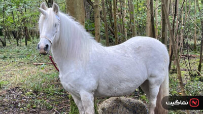 Tale of the Forest Unicorn 2025