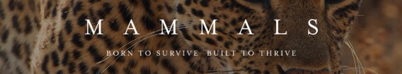Mammals (2024)