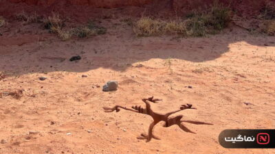 Coyote vs. Acme (2026)